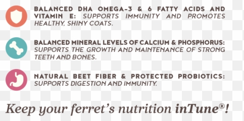 Intune Ferret U2014 Higgins Premium Pet Foods - Document Png,Ferret Png