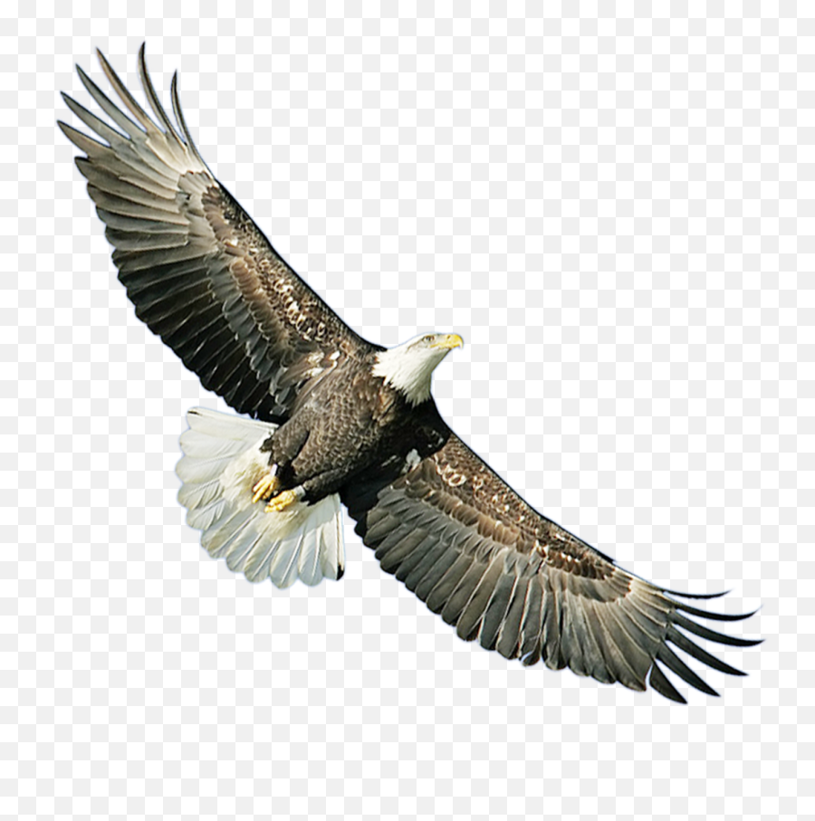Bald Eagle Hawk Icon Eagle Png Download 14171417 Free Sayap Burung Rajawali Free Transparent Png Images Pngaaa Com