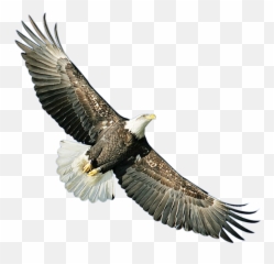 Bald Eagle Hawk Icon - eagle png download 14171417 Free Sayap Burung Rajawali