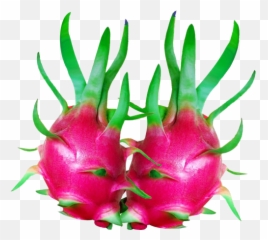 Kien Import Export Trading Co Ltd Purple Dragon Fruit - Pitaya Png,Dragonfruit Png