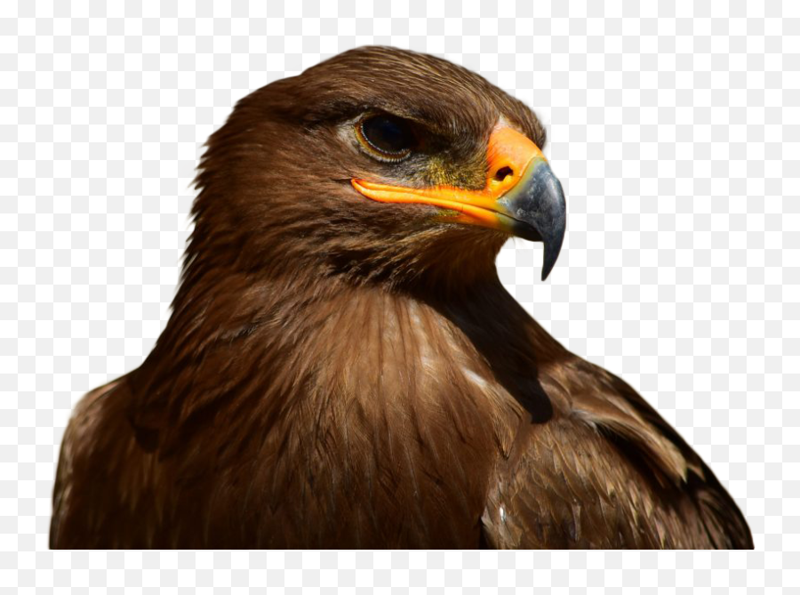 Brown Eagle Transparent Background Free - Brown Eagle Png,Eagle Transparent Background