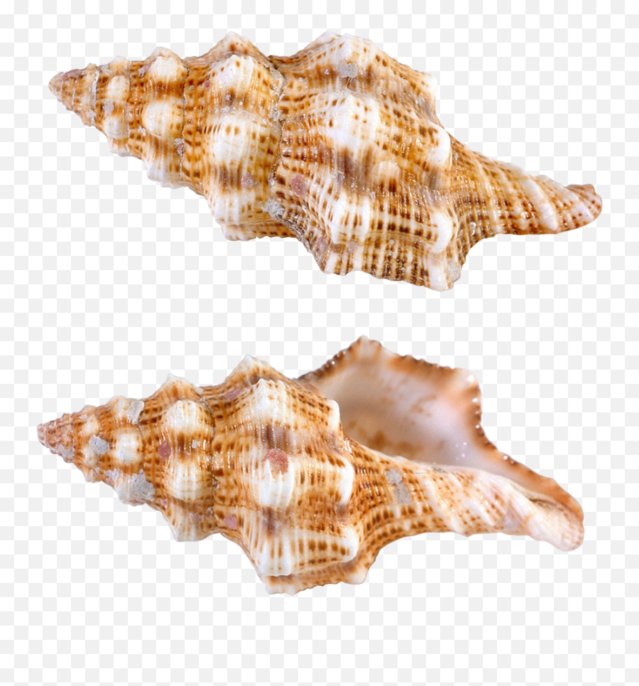 Download Sea Snail Png - Sea Snail Png,Snail Png