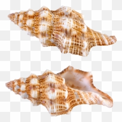 Download Sea Snail Png - Sea Snail Png,Snail Png