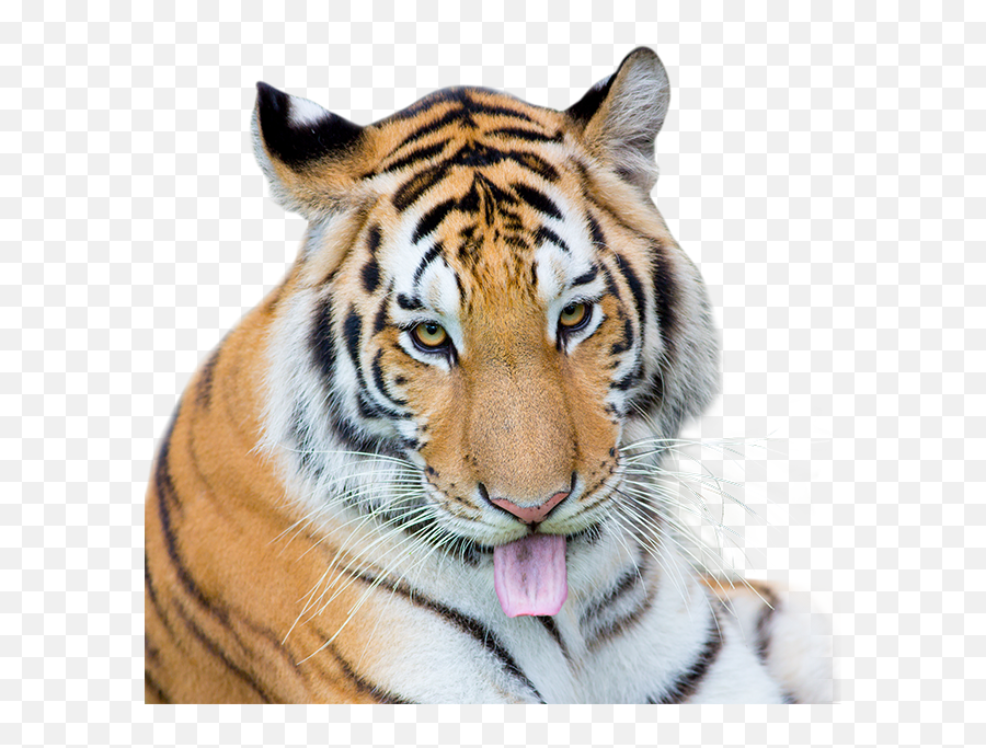 Tiger Scratch Png - Siberian Tiger,Tiger Scratch Png