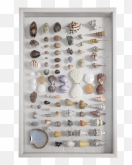 Wall Art Tahiti Shell Collection Large - Shells Collection Wall Art Png,Seashell Transparent