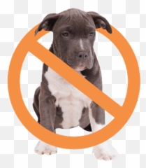 End Pitbull Discriminiation The Truth About Pitbulls - Pitbulls Vicious Png,Pitbull Png