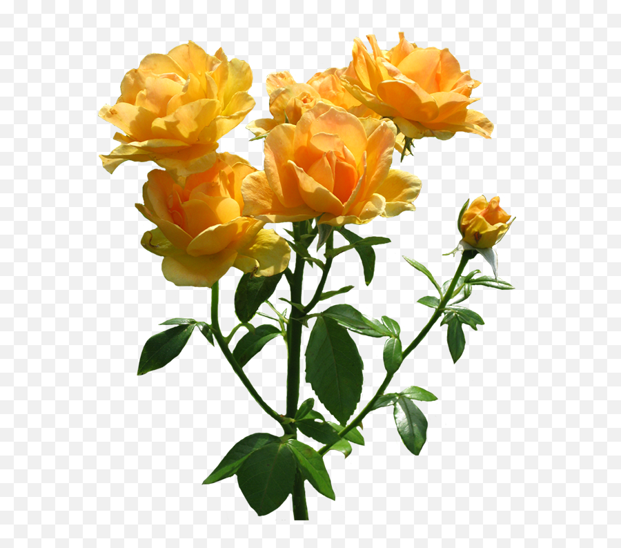 Download Hd Zonta Rosa Lots Of Blooming - Rose Orange Png,Roses Transparent Background