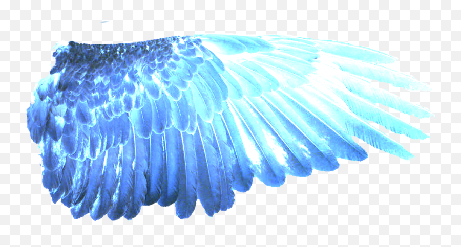 Download Hd Blue Wings Png - Eagle Transparent Png Image Blue Wings Transparent Png,Fire Wings Png