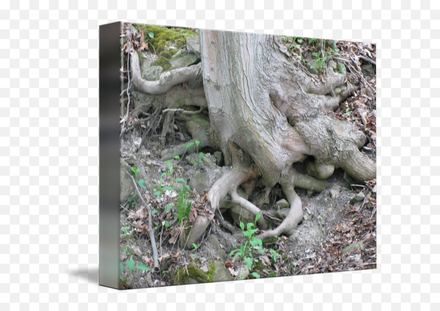 Tree Roots By - Soil Png,Tree With Roots Png