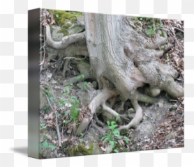 Tree Roots By - Soil png