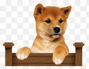 Free Transparent Shiba Inu Png Images Page 1 Pngaaa Com - shiba inu invisible background roblox
