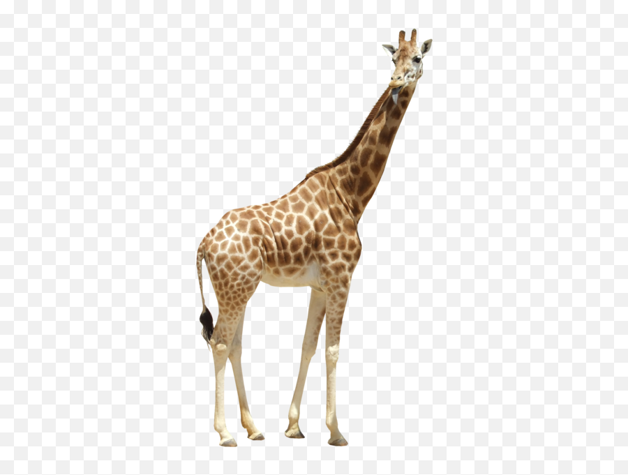 Giraffe Psd Official Psds - Giraffe With No Background Png,Giraffe Transparent