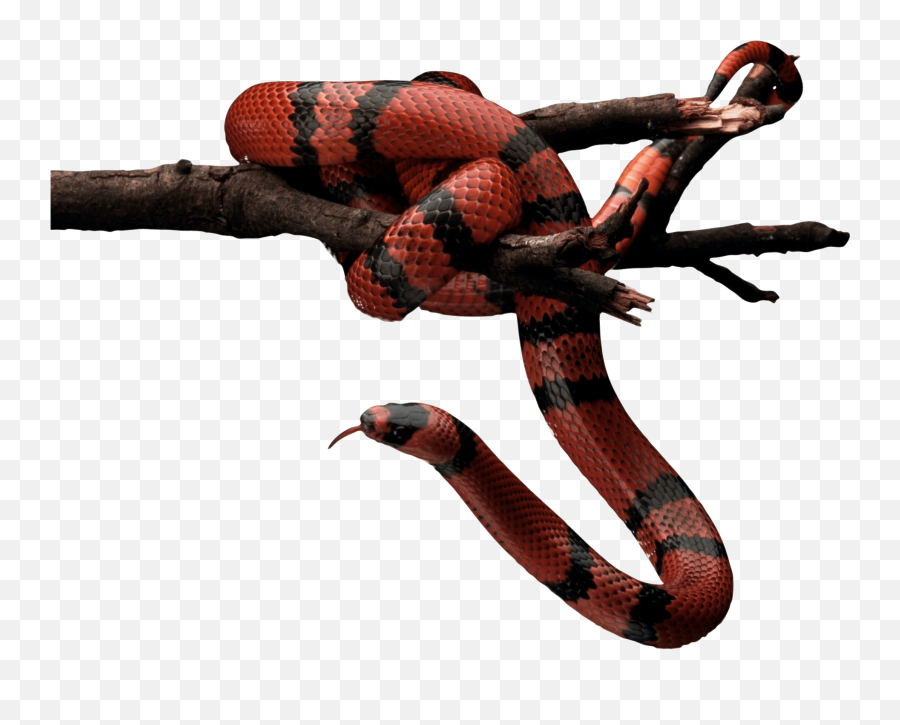 Red Snake Transparent Png - Transparent Background Snake Png Hd,Snakes Png