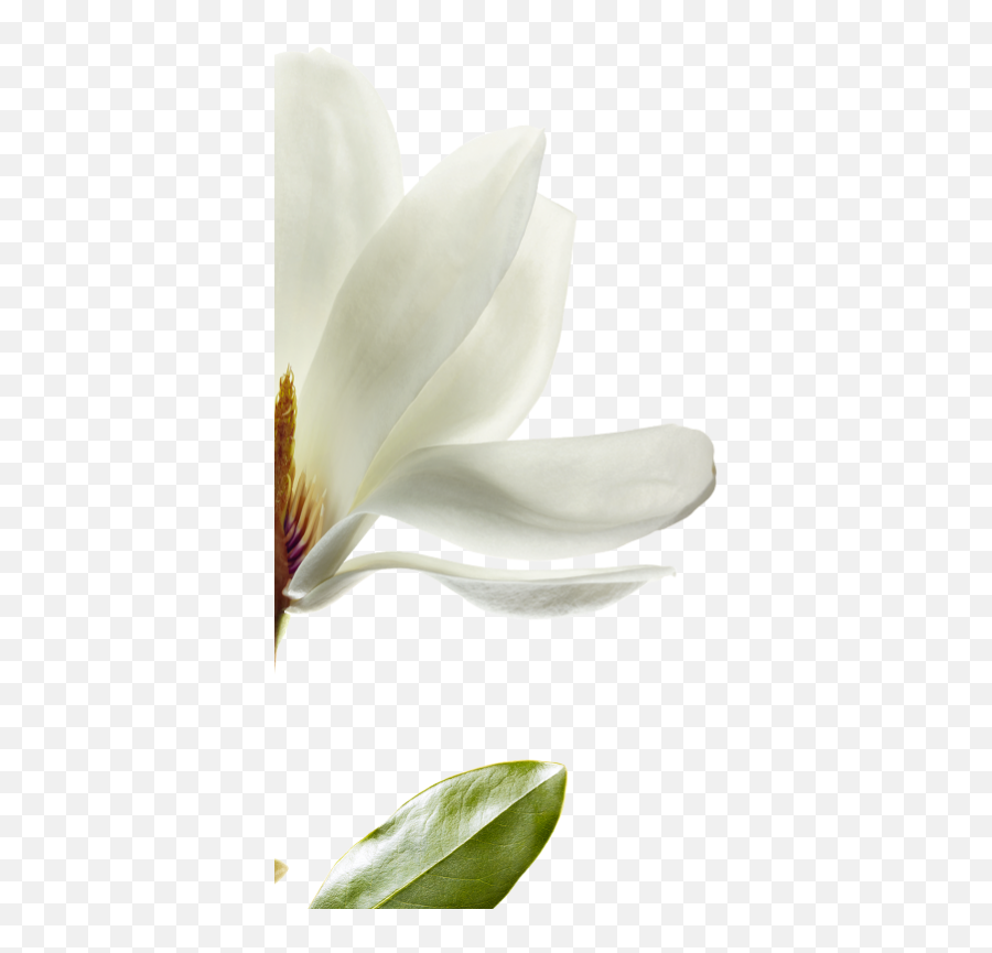 Download We Have Selected Magnolia That - Lovely Png,Magnolia Png