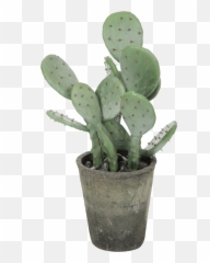 Green Plant Png - Cactus Plant Moodboard Green Polyvore Transparent Green Aesthetic Png,Cacti Png