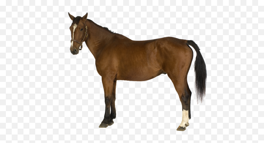 Brown Horse Icon Png Transparent - Farm Horse Png,Chess Horse Icon
