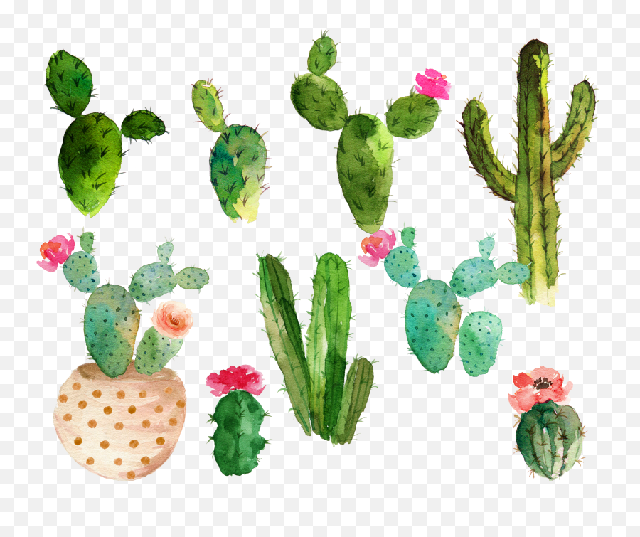 Cactus Plant Drawing Png Watercolor