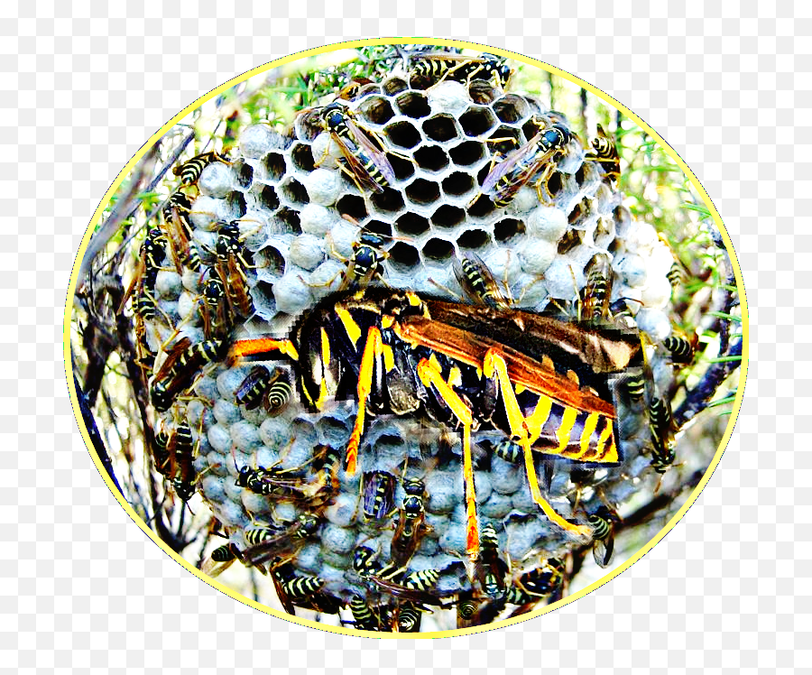 Download Paper Wasp Png Image With No Background - Pngkeycom Paper Wasp,Wasp Png