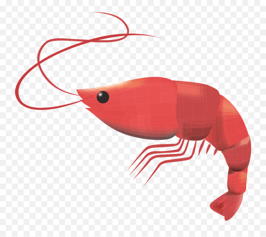 Prawn Crustacean Seafood - Prawn Png,Shrimp Png