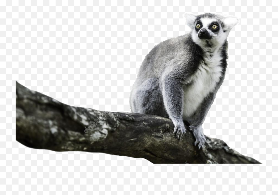 Lemur Png Image File