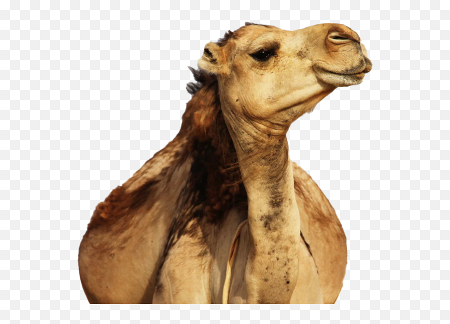 Camel Png Images Hd Play - Benny Mayengani 2019 Album,Camel Png