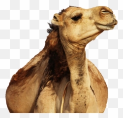 Camel Png Images Hd Play - Benny Mayengani 2019 Album,Camel Png