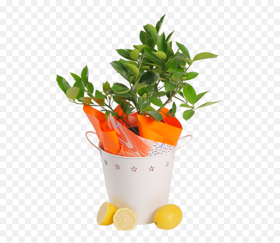Download Lemon Tree - Flowerpot Png,Lemon Tree Png