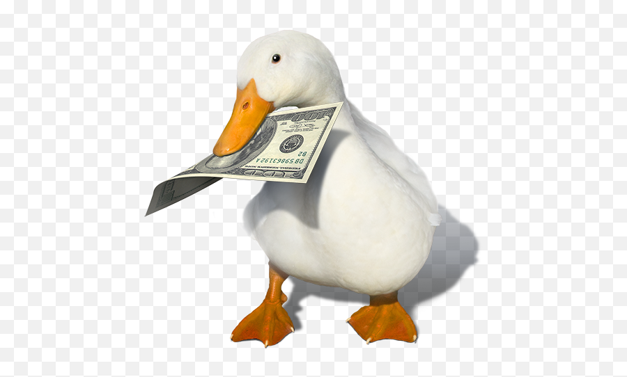 Steam Workshop Not A Duck - Duck Money Png,Duck Transparent