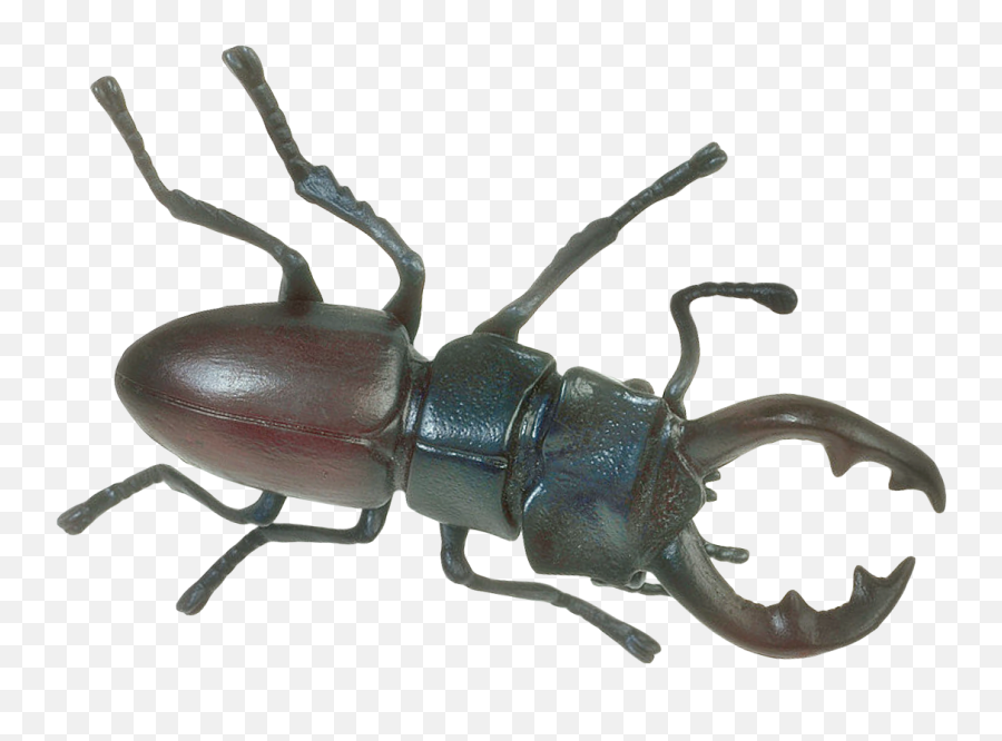 Download Insect Png Images - Insect Png,Insects Png