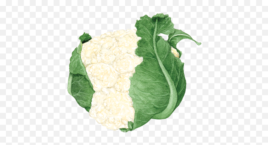 Cauliflower Helen Krayenhoff - Chard Png,Cauliflower Png