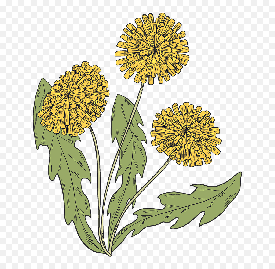 Dandelion Plant Clipart Free Download Transparent Png - Field Marigold,Dandelions Png