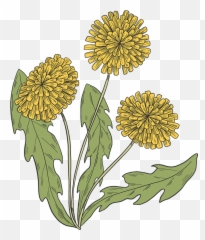 Dandelion Plant Clipart Free Download Transparent Png - Field Marigold