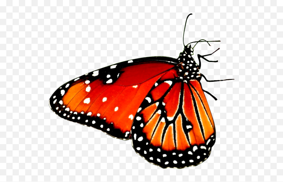 Red Butterfly Transparent Png Clipart - Butterfly Sitting On A Flower,Real Butterfly Png
