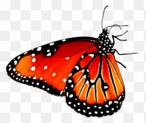 Red Butterfly Transparent Png Clipart - Sitting On A Flower