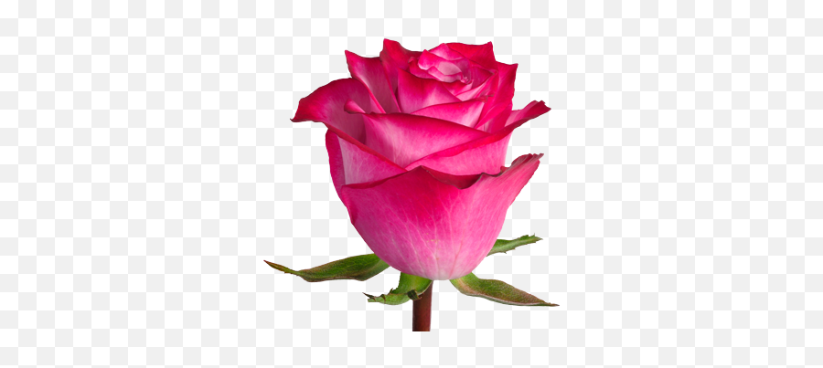 Deep Purple - Standard Roses Floribunda Png,Purple Rose Png