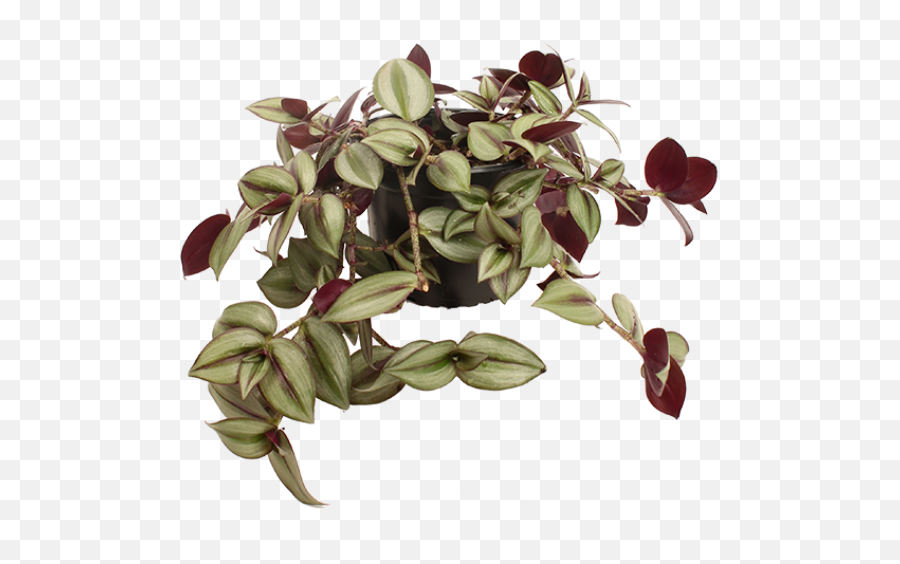 Tradescantia Zebrina Plants Online Png Hanging