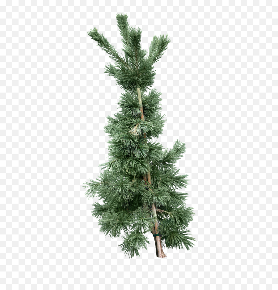 Download Fir Tree - Fir Png,Spruce Tree Png