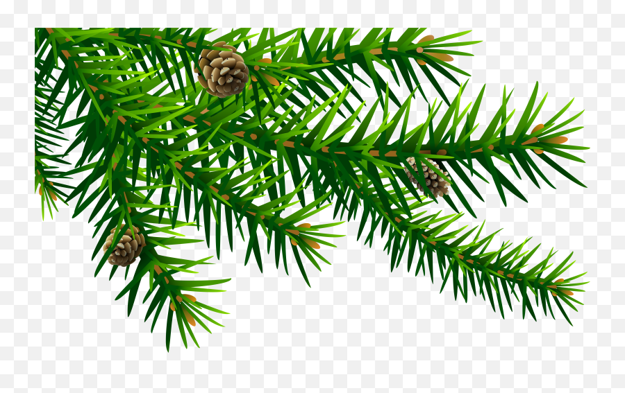 Download Free Png Green Pine Branch - Pine Branch Clip Art,Pine Tree Branch Png