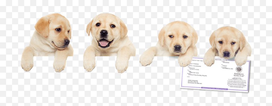 Register Your Dog With The American Kennel Club Today - Labrador Retriever Png,Rottweiler Png
