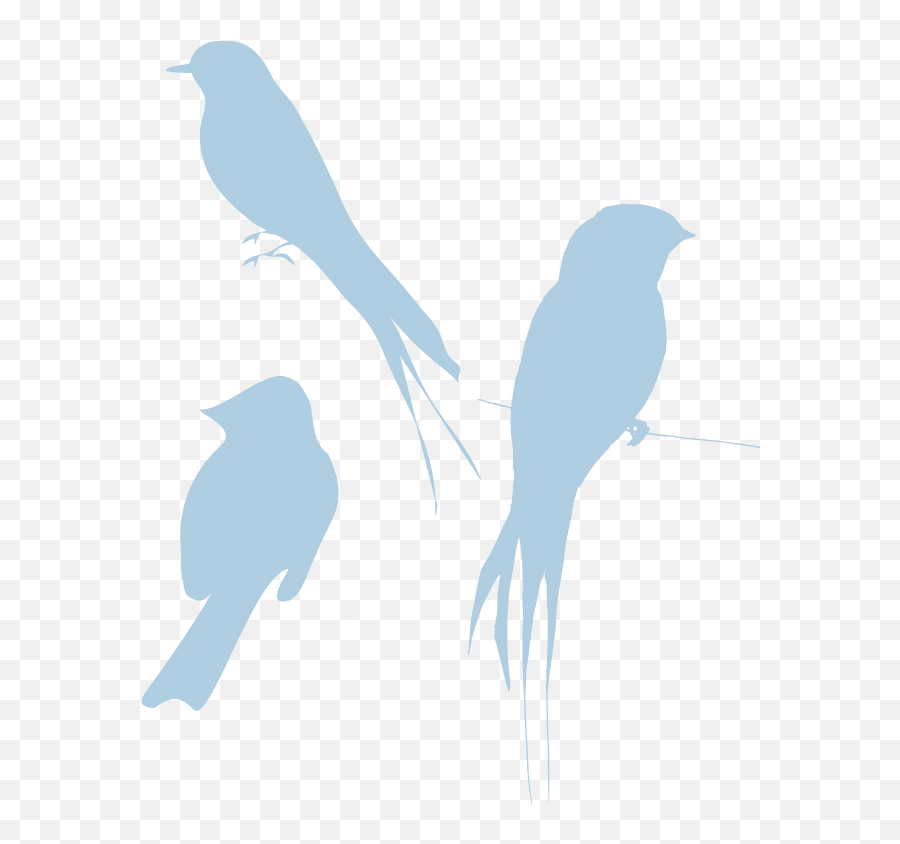 Bird Silhouette No Background - Bird Silhouette Png,Twitter Bird Transparent