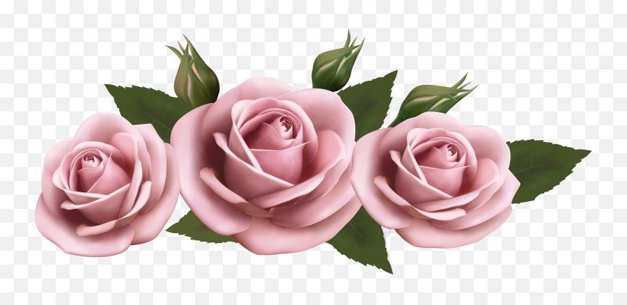 Beautiful Transparent Pink Roses Png - Transparent Background Png Pink Rose,Roses Transparent Background