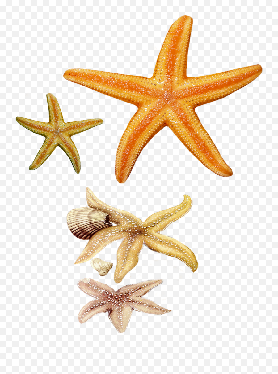 Star Fish Png Images And Clipart Free - Fish Star Png,Star Fish Png