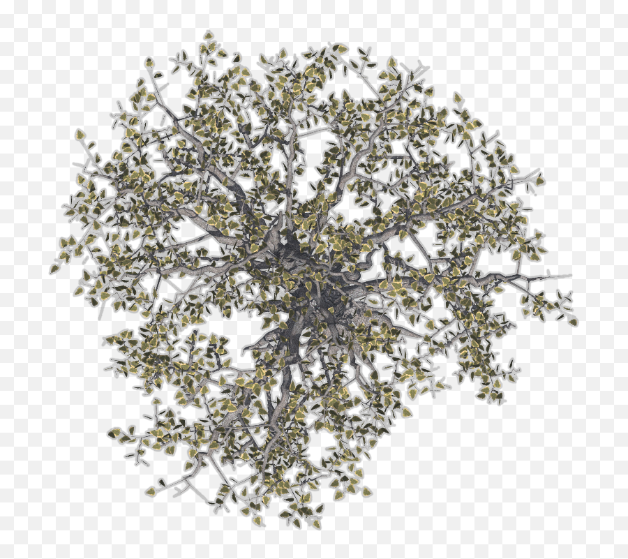 Download Hd Trees Image - Tree Top View Png,Big Tree Png