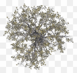 Download Hd Trees Image - Tree Top View Png,Big Tree Png