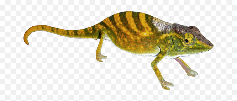 Download Free Png Geckos Pic - Dlpngcom Geckos Png,Gecko Png