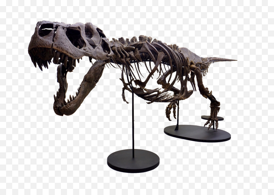 Victoria The T - Victoria The T Rex Png,Dinosaur Skull Png