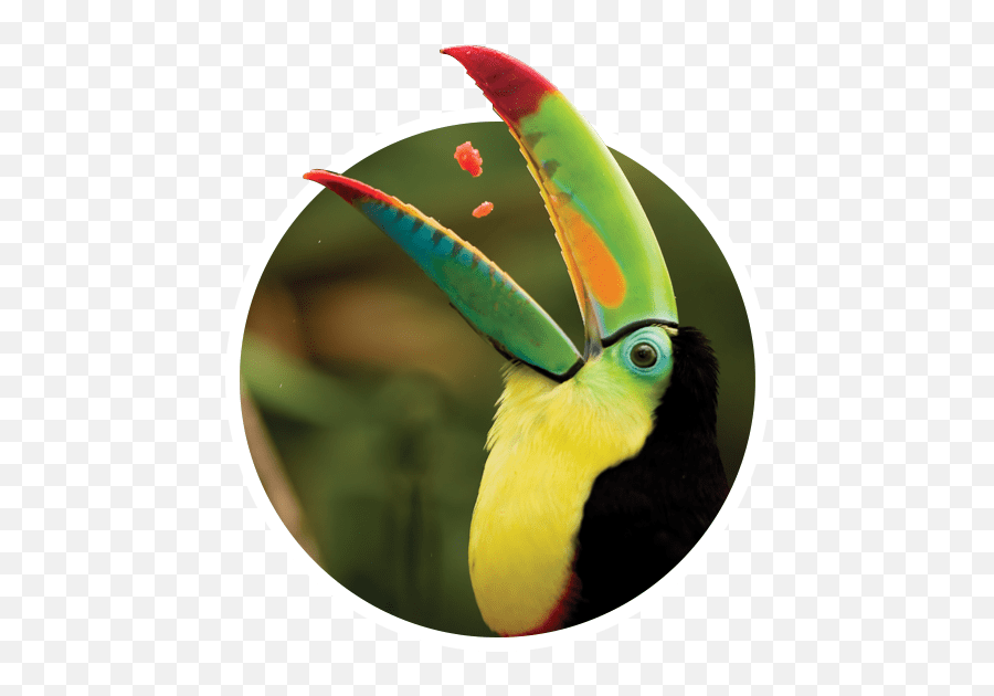 All About Costa Rica - Costa Rica Talk Toucan Facts Png,Tucan Png