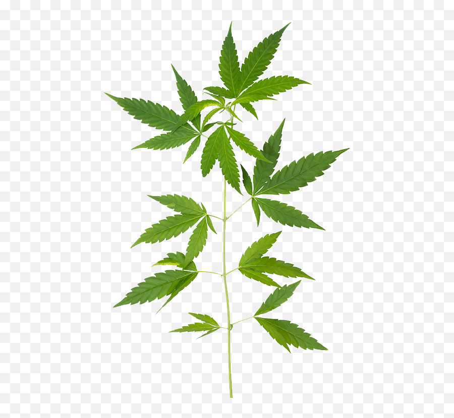 Home - Green Compass Inc Green Compass Cbd Png,Cannabis Leaf Png