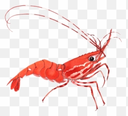 Shrimp Clipart Transparent Background - Gambar Udang Dan Ikan Kartun Png,Shrimp Png