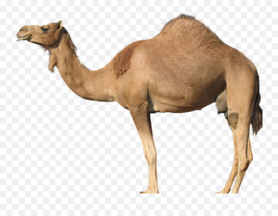 Download Hd Gallery Description - Guess The Animal Camel Camel Transparent Png,Camel Png